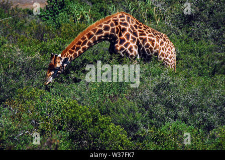 Note the long neck of this beautiful Giraffe stretched over thorn bushes to find the best tasting leaves.  Photographed on safari in South Africa. Stock Photo