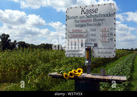 01 July 2019, North Rhine-Westphalia, Duesseldorf: ILLUSTRATION: 'Flowers to cut yourself' is written on a sign on a field of sunflowers. Photo: Horst Ossinger//dpa Stock Photo