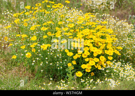 A clump of bright yellow Corn Marigolds (Glebionis segetum) in a field Stock Photo