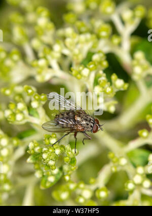 House Fly resting on a flower head of Limelight Hydrangea Stock Photo