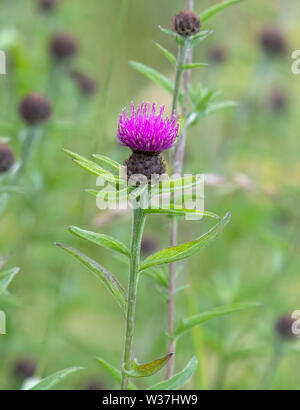 Knapweed (Centaurea nigra) in flower Stock Photo