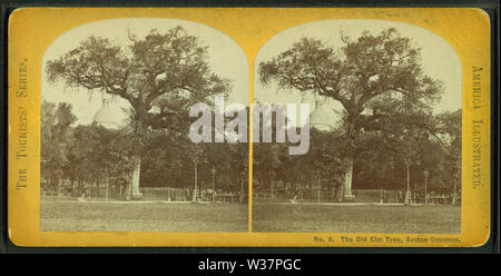 The old elm tree, Boston Common, from Robert N Dennis collection of stereoscopic views Stock Photo