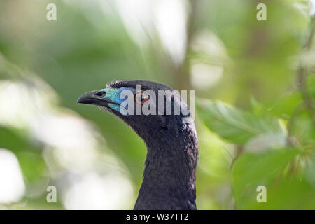 Close up of a Black Guan near Monteverde, Costa Rica Stock Photo