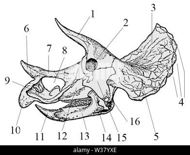 The Triceratops prorsus is an extinct species of dinosaur that lived ...