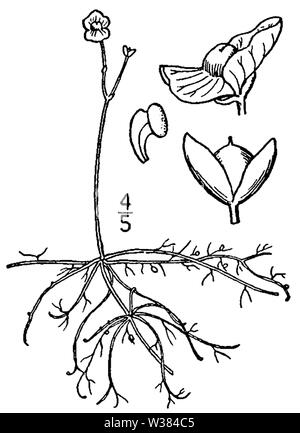 Utricularia gibba BB-1913 Stock Photo