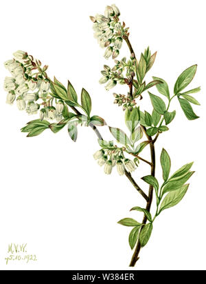 Vaccinium corymbosum, Mary Vaux Walcott 1922 Stock Photo