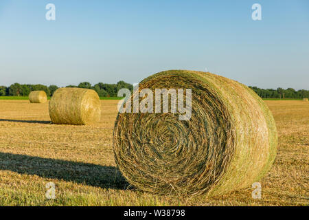 Large round hay bales in hay field at sunset Stock Photo