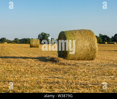 Large round hay bales in hay field at sunset Stock Photo