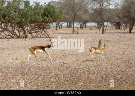 Arabian sand gazelle Stock Photo