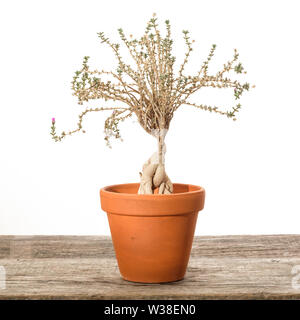 Succulent plant Trichodiadema bulbosum on rustic wood Stock Photo