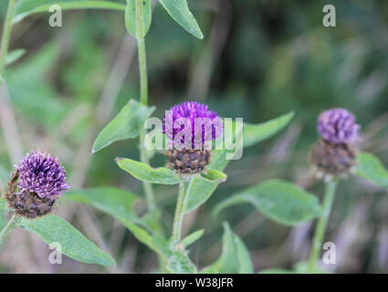 close up of Centaurea nigra, known by the common names lesser knapweed, common knapweed and black knapweed Stock Photo
