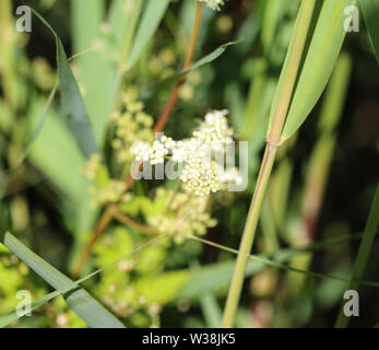 close up of Filipendula ulmaria, commonly known as meadowsweet or mead wort flower, blooming in spring Stock Photo