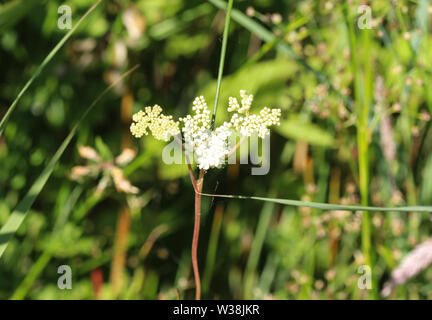 close up of Filipendula ulmaria, commonly known as meadowsweet or mead wort flower, blooming in spring Stock Photo