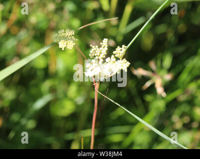 close up of Filipendula ulmaria, commonly known as meadowsweet or mead wort flower, blooming in spring Stock Photo