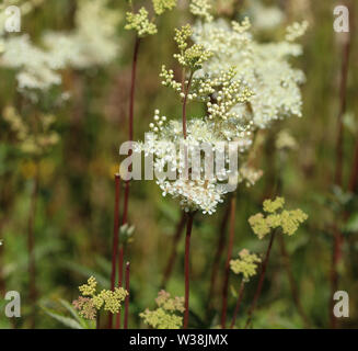 close up of Filipendula ulmaria, commonly known as meadowsweet or mead wort flower, blooming in spring Stock Photo