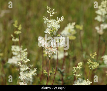 close up of Filipendula ulmaria, commonly known as meadowsweet or mead wort flower, blooming in spring Stock Photo