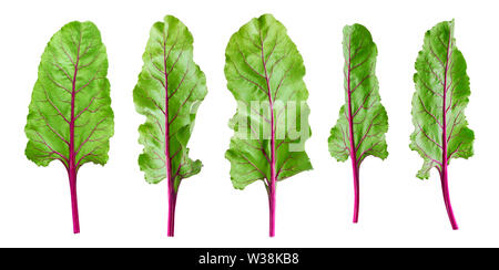 Beetroot foliage, beet leaves isolated on white background Stock Photo