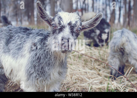 Cute Gray Goat baby with little horns. Baby Goat in the field looking forward Stock Photo