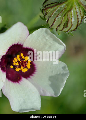 Hibiscus trionum,flower-of-an-hour,bladder hibiscus,bladder ketmia ...