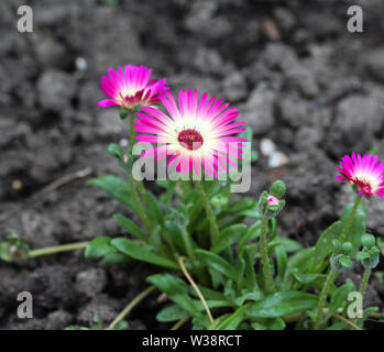 Close up of Dorotheanthus bellidiformis, commonly called Livingstone daisy or Bokbaaivygie, blooming in spring Stock Photo