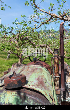 Antique tractor in a grove of trees Stock Photo
