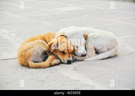 Two stray puppies warming each other in the street, Varanasi, India