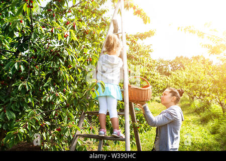 Cute Girl Picking Cherries With Her Mother In The Garden Stock Photo