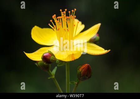 Hypericum perforatum, close-up of a Saint John's wort flower Stock Photo