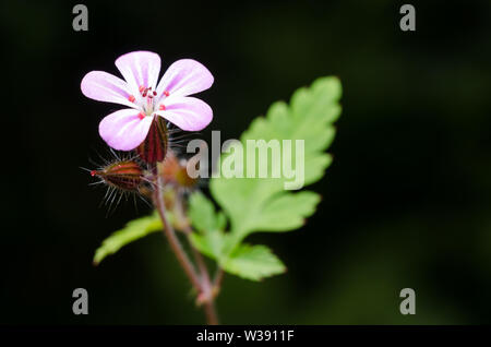 Geranium robertianum, close-up of a fox geranium flower Stock Photo