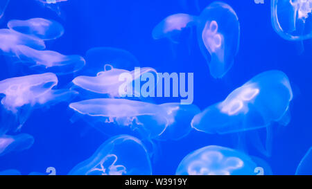 Close-up Jellyfish, Medusa in fish tank with neon light. . Stock Photo