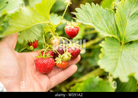 Closeup Of Hand Holding Strawberries In The Field Stock Photo