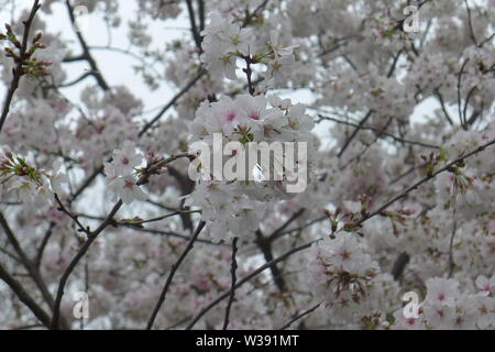 Full Bloomed Cherry Blossoms in Dallas Arboretum and Botanical