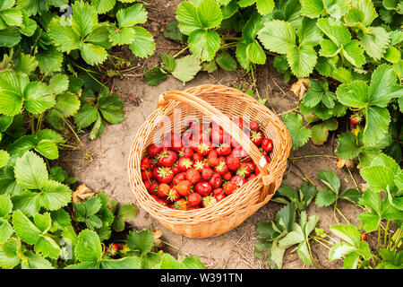 Freshly Picked Strawberries In The Basket In The Field Stock Photo