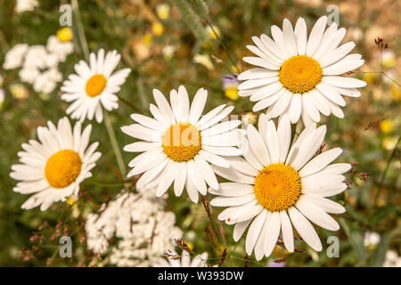White Oxeye Daisy Flowers on Green Meadow Field. Nature and Gardening Concept. Stock Photo