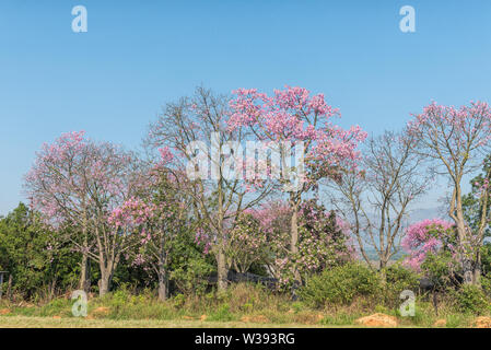Brazilian floss silk trees, or kapok trees, Ceiba speciosa, flowering near Barberton in the Mpumalanga Province of South Africa Stock Photo
