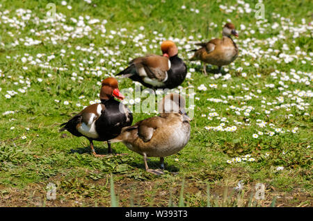Two males and two females of the red-crested pochard Stock Photo