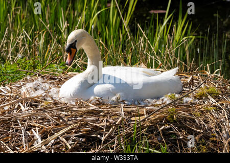 Mute swan on nest Stock Photo