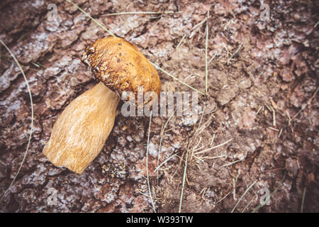Edible Wild Mushrooms on Brown Tree Bark Background. Nature and Healthy Food Concept. Stock Photo