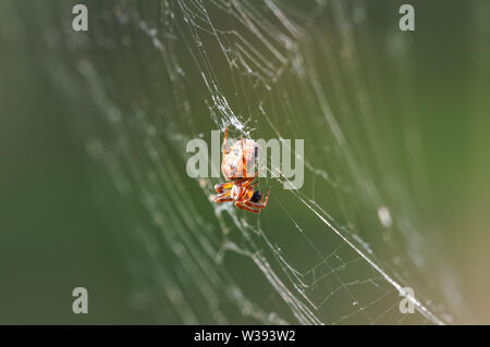 close up of garden cross spider on the web Stock Photo