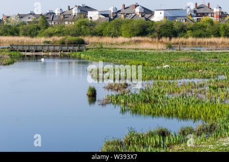 WWT London Wetland Centre in the Barnes, London, England, United Kingdom, UK Stock Photo