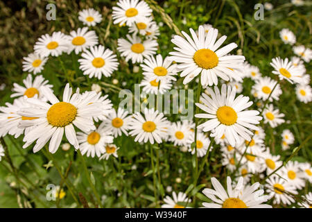 Nature and Gardening Concept. Wild White Daisy Flowers on Green Mountain Meadow. Stock Photo