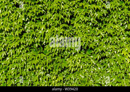 Dense foliage, green leaves on the wall Stock Photo
