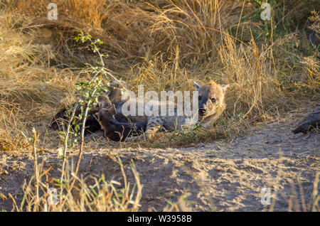 Female Spotted hyena (Crocuta crocuta) suckling its two cubs early in the morning in the bush of the Kruger National Park, South Africa Stock Photo