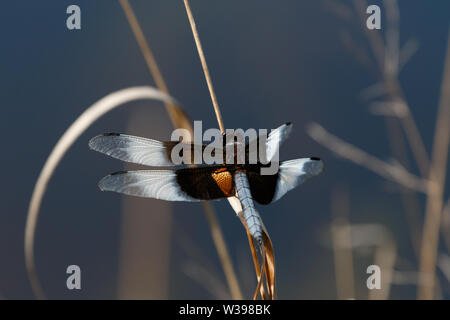 Male Widow Skimmer (Libellula luctuosa) in the Wichita Mountains NWR, Cache, OK, USA Stock Photo