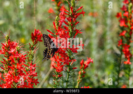 Black Swallowtail (Papilio polyxenes) on Standing Cypress Stock Photo