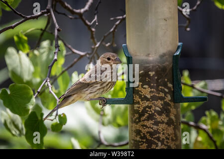 A House Finch (Haemorhous mexicanus) at a feeder Stock Photo