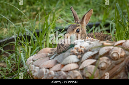 A Cottontail rabbit in a backyard garden Stock Photo