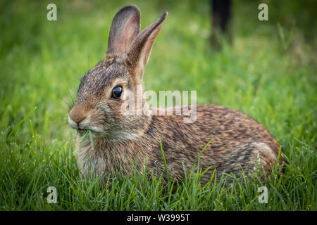 A Cottontail rabbit in a backyard garden Stock Photo