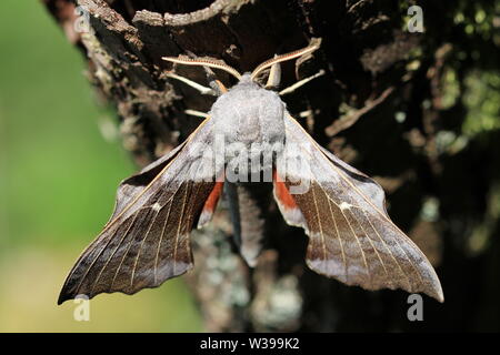 A Poplar Hawk-moth (Laothoe populi), photographed at Lochwinnoch, Renfrewshire. Stock Photo