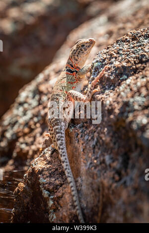 A female Collared Lizard (Crotaphytus collaris) or Mountain Boomer resting on a rock in the Wichita Mountains National Wildlife Refuge in Cache, OK, U Stock Photo